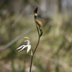 Caladenia moschata (Musky Caps) at Black Mountain - 12 Oct 2014 by AaronClausen