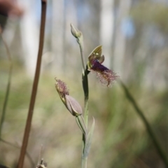 Calochilus platychilus (Purple Beard Orchid) at Canberra Central, ACT - 12 Oct 2014 by AaronClausen