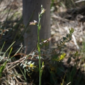 Calochilus platychilus at Canberra Central, ACT - 12 Oct 2014