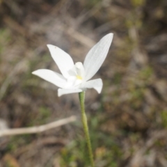 Glossodia major (Wax Lip Orchid) at Black Mountain - 12 Oct 2014 by AaronClausen