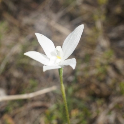 Glossodia major (Wax Lip Orchid) at Canberra Central, ACT - 12 Oct 2014 by AaronClausen