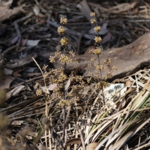 Lomandra multiflora at Canberra Central, ACT - 12 Oct 2014