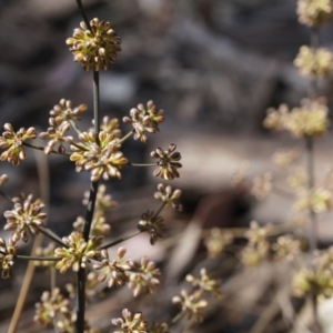 Lomandra multiflora at Canberra Central, ACT - 12 Oct 2014 02:39 PM