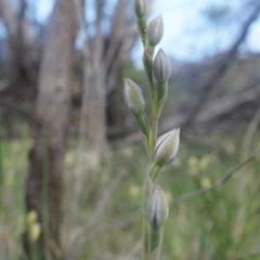 Thelymitra sp. (A Sun Orchid) at Mount Majura - 12 Oct 2014 by AaronClausen