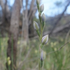 Thelymitra (Genus) (Sun Orchid) at Majura, ACT - 12 Oct 2014 by AaronClausen