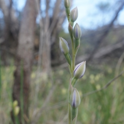 Thelymitra (Genus) (Sun Orchid) at Majura, ACT - 12 Oct 2014 by AaronClausen