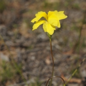 Goodenia pinnatifida at Watson, ACT - 12 Oct 2014