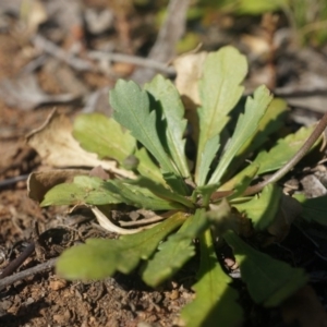 Goodenia pinnatifida at Watson, ACT - 12 Oct 2014