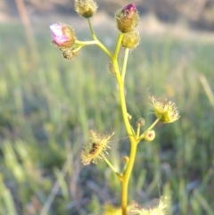 Drosera gunniana (Pale Sundew) at Theodore, ACT - 7 Oct 2014 by michaelb