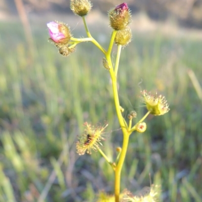 Drosera gunniana (Pale Sundew) at Theodore, ACT - 7 Oct 2014 by michaelb