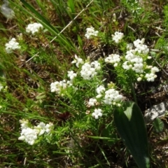 Asperula conferta (Common Woodruff) at Wanniassa, ACT - 11 Oct 2014 by galah681