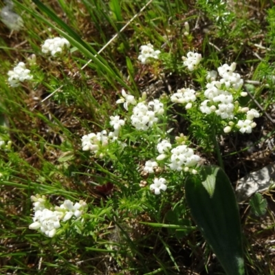Asperula conferta (Common Woodruff) at Wanniassa, ACT - 12 Oct 2014 by galah681