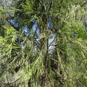 Exocarpos cupressiformis at Farrer Ridge - 12 Oct 2014