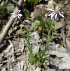 Vittadinia cuneata var. cuneata at Farrer Ridge - 12 Oct 2014 11:17 AM