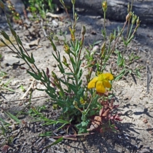 Hypericum gramineum at Farrer Ridge - 12 Oct 2014 11:19 AM