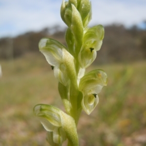 Hymenochilus cycnocephalus at Wanniassa Hill - suppressed