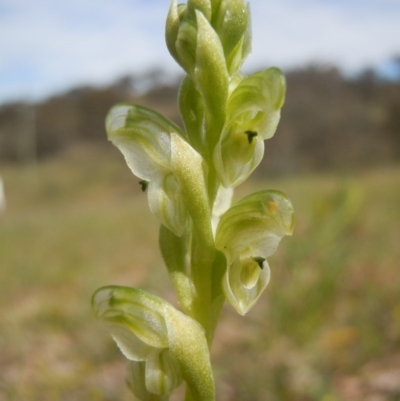 Hymenochilus cycnocephalus (Swan greenhood) at Wanniassa Hill - 10 Oct 2014 by lyndsey