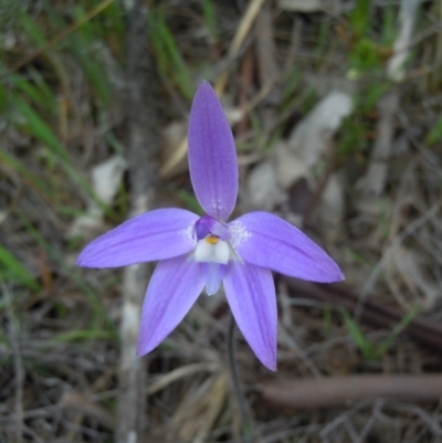 Glossodia major (Wax Lip Orchid) at Mount Majura - 24 Sep 2014 by lyndsey