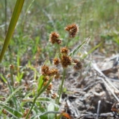 Luzula densiflora (Dense Wood-rush) at Gungahlin, ACT - 1 Oct 2014 by lyndsey