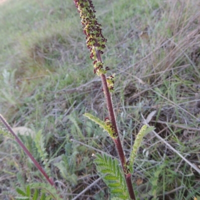 Acaena x ovina (Sheep's Burr) at Rob Roy Range - 7 Oct 2014 by michaelb