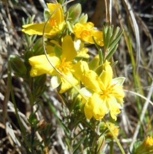 Hibbertia calycina at Molonglo River Reserve - 2 Oct 2014 04:20 PM