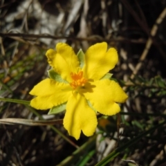 Hibbertia calycina at Molonglo River Reserve - 2 Oct 2014 04:20 PM