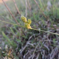 Carex inversa (Knob Sedge) at Rob Roy Range - 7 Oct 2014 by michaelb