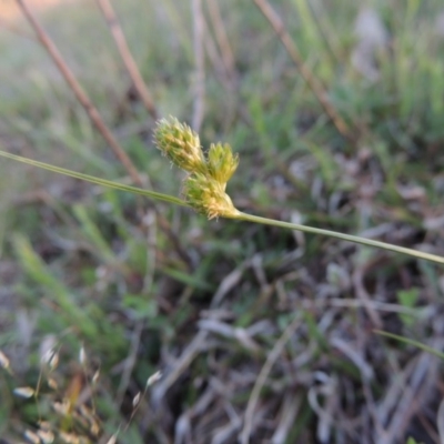 Carex inversa (Knob Sedge) at Theodore, ACT - 7 Oct 2014 by michaelb