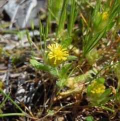 Triptilodiscus pygmaeus (Annual Daisy) at Symonston, ACT - 7 Oct 2014 by lyndsey