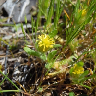 Triptilodiscus pygmaeus (Annual Daisy) at Callum Brae - 7 Oct 2014 by lyndsey