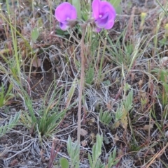 Swainsona sericea (Silky Swainson-Pea) at Rob Roy Range - 7 Oct 2014 by michaelb