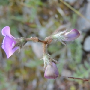 Swainsona sericea at Theodore, ACT - 7 Oct 2014