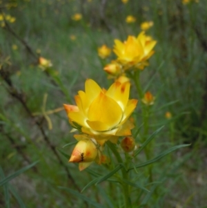 Xerochrysum viscosum at Googong, NSW - 10 Oct 2014 12:35 PM