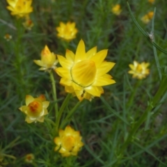 Xerochrysum viscosum at Googong, NSW - 10 Oct 2014 12:35 PM