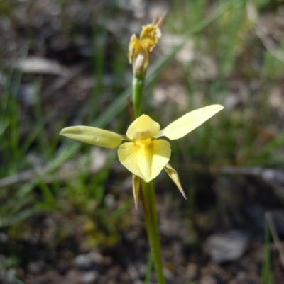 Diuris chryseopsis (Golden Moth) at Belconnen, ACT - 2 Oct 2014 by lyndsey