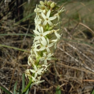 Stackhousia monogyna at Molonglo River Reserve - 2 Oct 2014