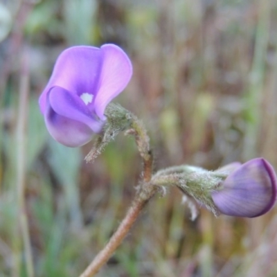 Swainsona sericea (Silky Swainson-Pea) at Rob Roy Range - 7 Oct 2014 by michaelb