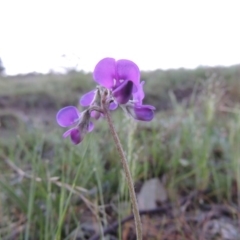 Swainsona sericea (Silky Swainson-Pea) at Theodore, ACT - 7 Oct 2014 by MichaelBedingfield