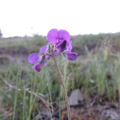 Swainsona sericea (Silky Swainson-Pea) at Rob Roy Range - 7 Oct 2014 by michaelb