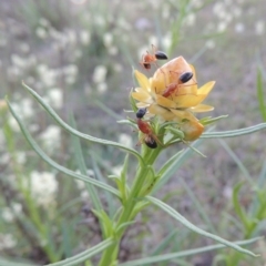 Xerochrysum viscosum (Sticky Everlasting) at Theodore, ACT - 7 Oct 2014 by MichaelBedingfield
