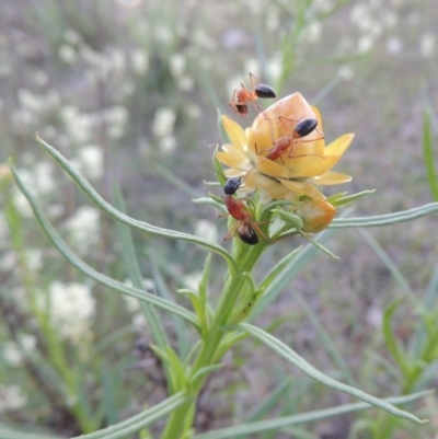 Xerochrysum viscosum (Sticky Everlasting) at Theodore, ACT - 7 Oct 2014 by MichaelBedingfield