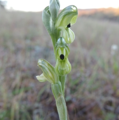 Hymenochilus bicolor (ACT) = Pterostylis bicolor (NSW) (Black-tip Greenhood) at Theodore, ACT - 7 Oct 2014 by MichaelBedingfield