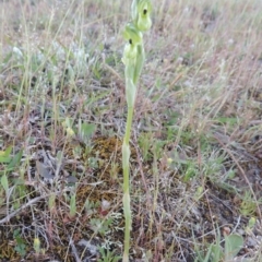 Hymenochilus bicolor (ACT) = Pterostylis bicolor (NSW) at Theodore, ACT - 7 Oct 2014