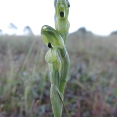 Hymenochilus bicolor (ACT) = Pterostylis bicolor (NSW) at Theodore, ACT - 7 Oct 2014