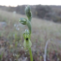 Hymenochilus bicolor at Theodore, ACT - 7 Oct 2014