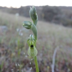 Hymenochilus bicolor (ACT) = Pterostylis bicolor (NSW) at Theodore, ACT - 7 Oct 2014