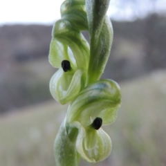 Hymenochilus bicolor (Black-tip Greenhood) at Theodore, ACT - 7 Oct 2014 by michaelb