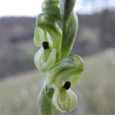 Hymenochilus bicolor (ACT) = Pterostylis bicolor (NSW) (Black-tip Greenhood) at Theodore, ACT - 7 Oct 2014 by michaelb