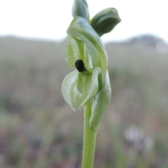 Hymenochilus bicolor at Theodore, ACT - 7 Oct 2014