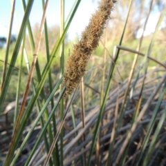 Carex appressa (Tall Sedge) at Paddys River, ACT - 8 Oct 2014 by MichaelBedingfield